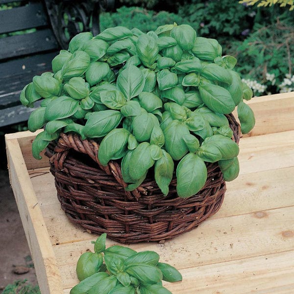 Herb Seeds