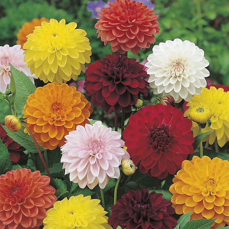 Flower Seeds