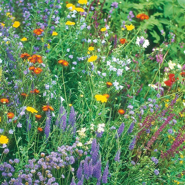 Wildflower Seeds