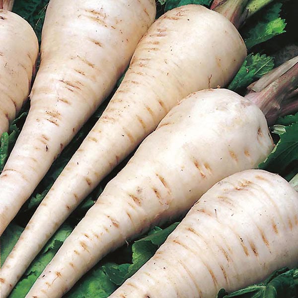 Vegetable Seeds