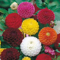 Dahlia “Pompon” Mixed Seeds