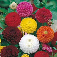 Dahlia “Pompon” Mixed Seeds