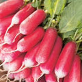 Mr Fothergills Radish “French Breakfast 3” Seeds