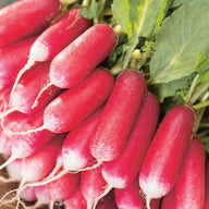Mr Fothergills Radish “French Breakfast 3” Seeds