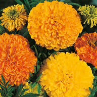 Marigold “African” Crackerjack Mixed Seeds