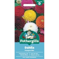 Dahlia “Pompon” Mixed Seeds