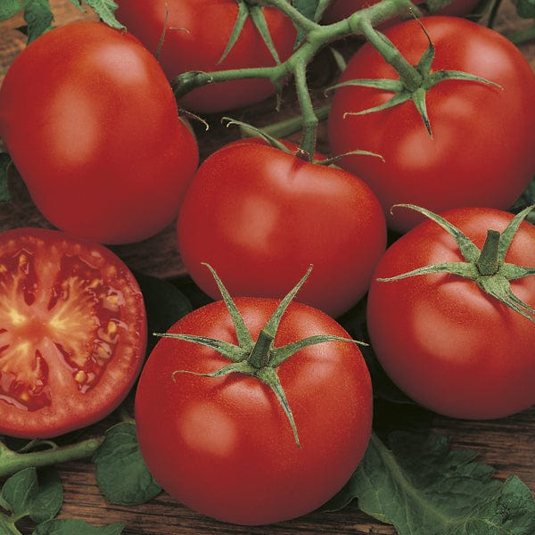 Mr Fothergills Tomato “Moneymaker” Seeds